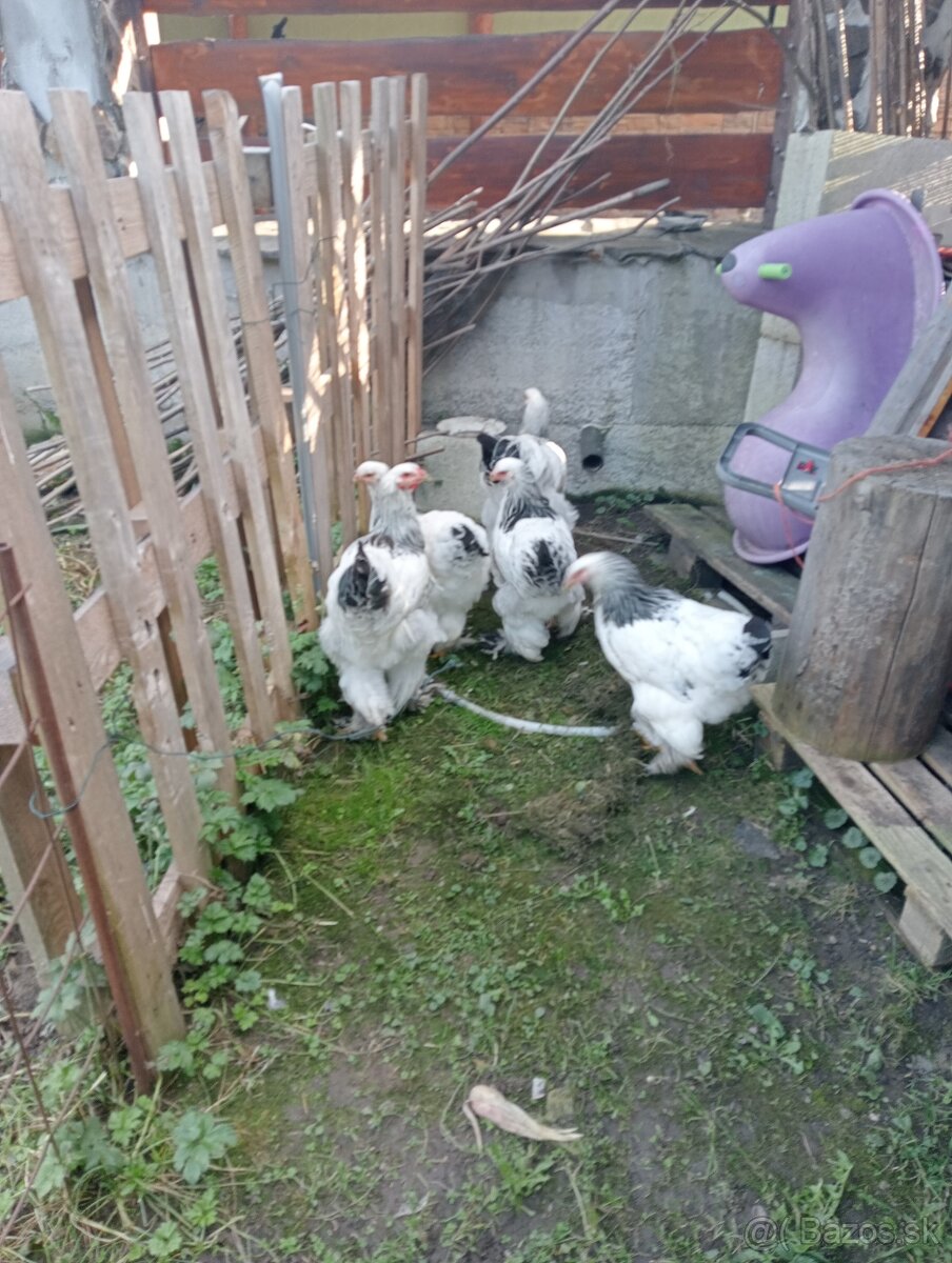 Predám kuriatka Brahmanka obrovská