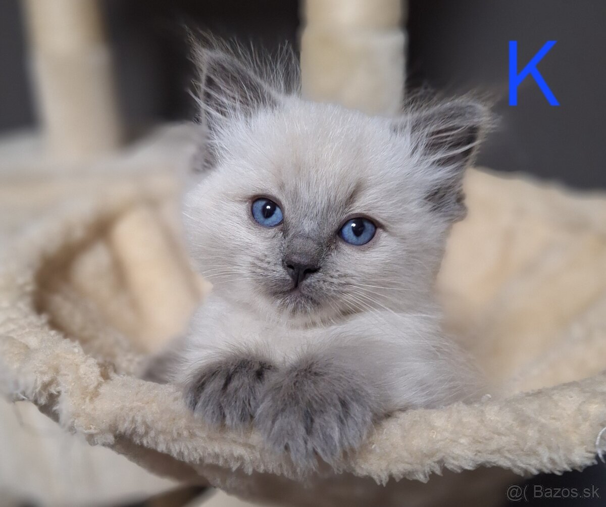 Ragdoll mačiatka