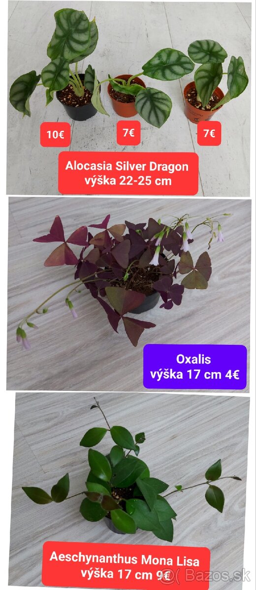 Predám izbové rastliny