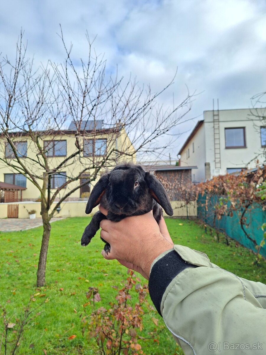 Zakrslý králik baranček rex