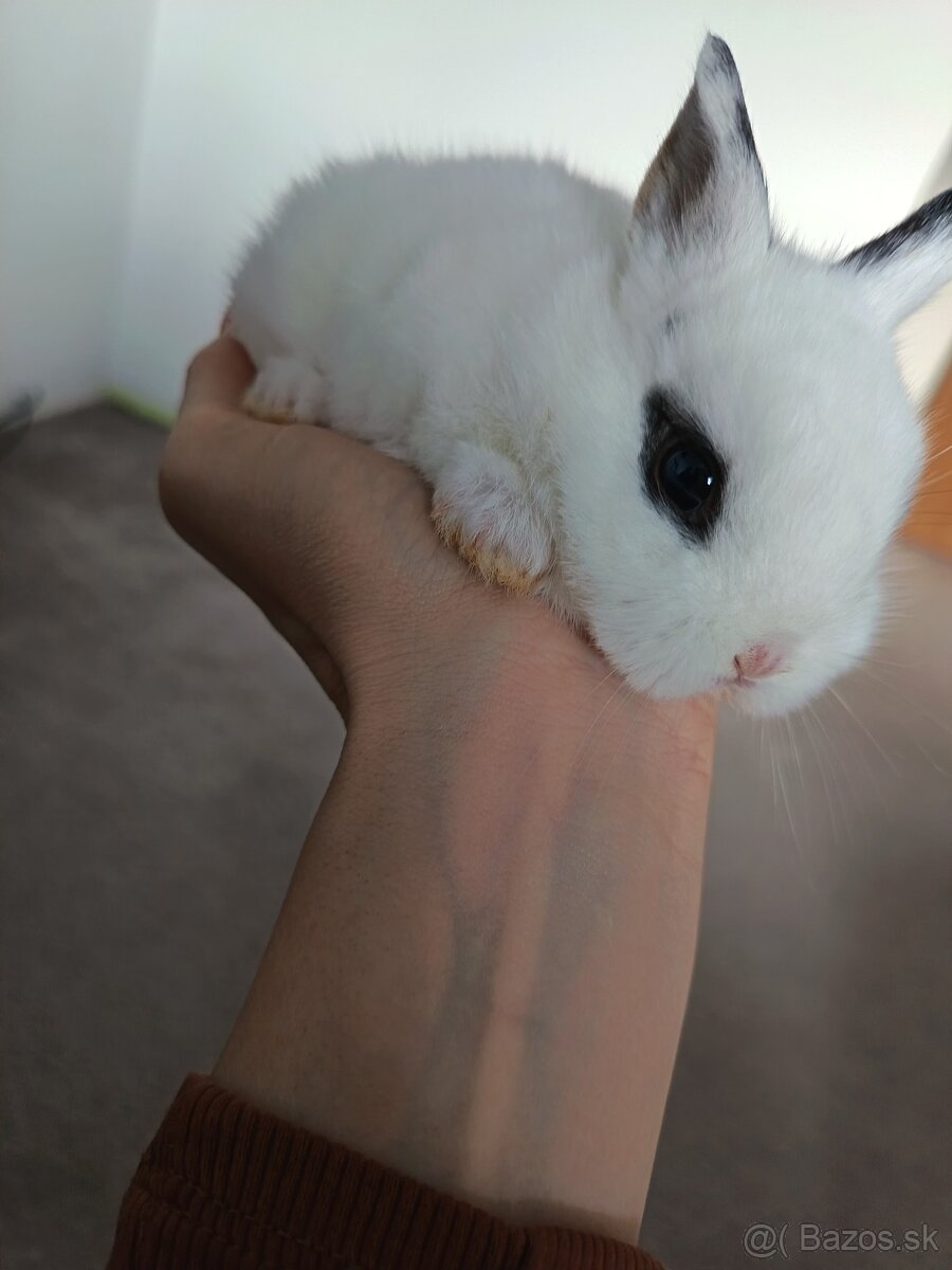 Predaj zakrsly kralik