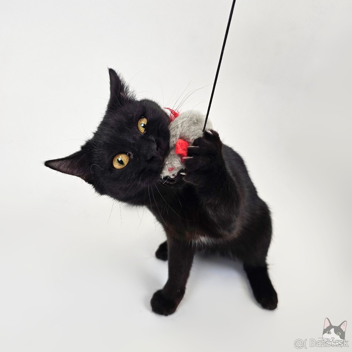 Drobunká POPPY hľadá domov