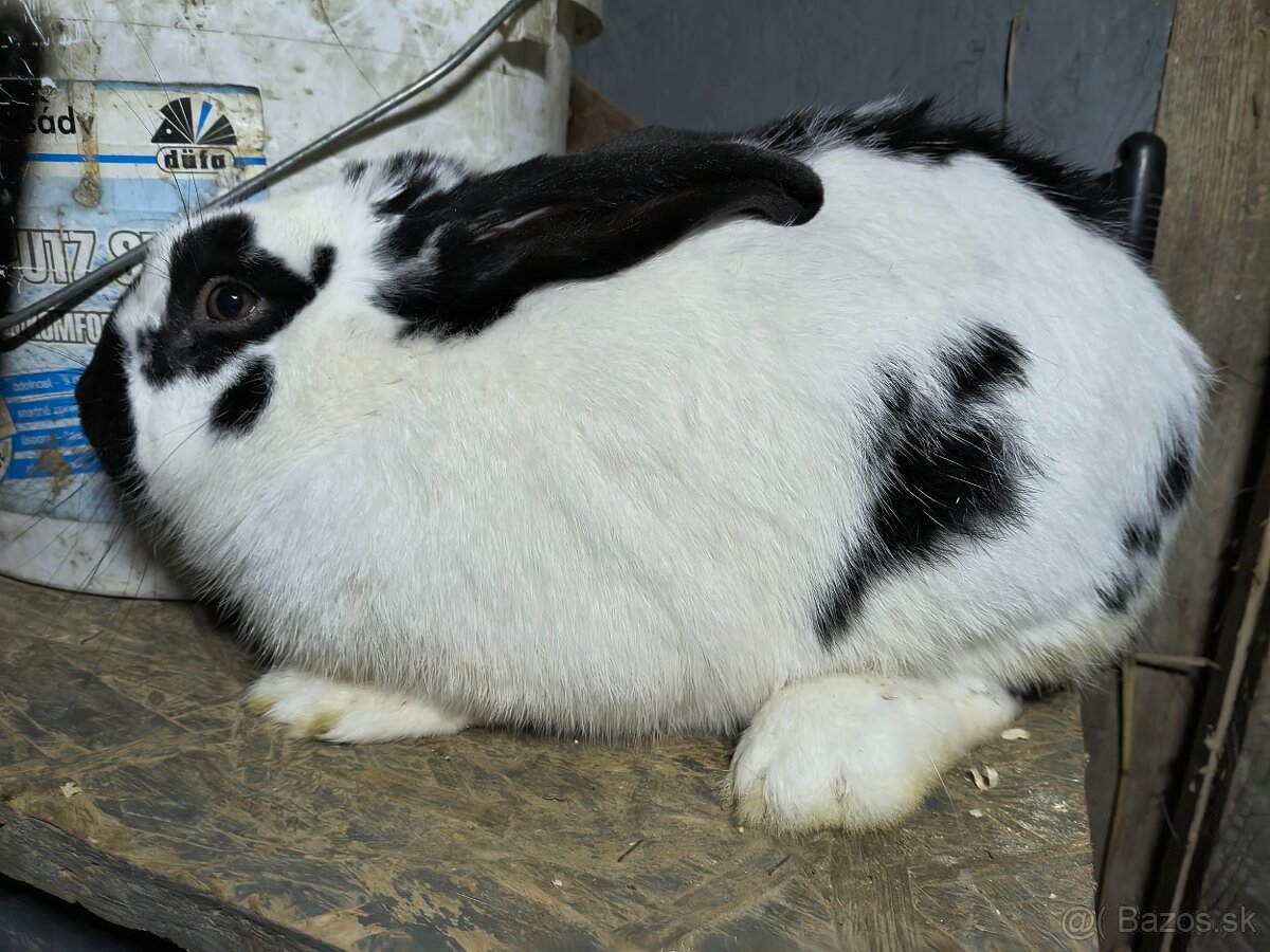 Predám králiky samce