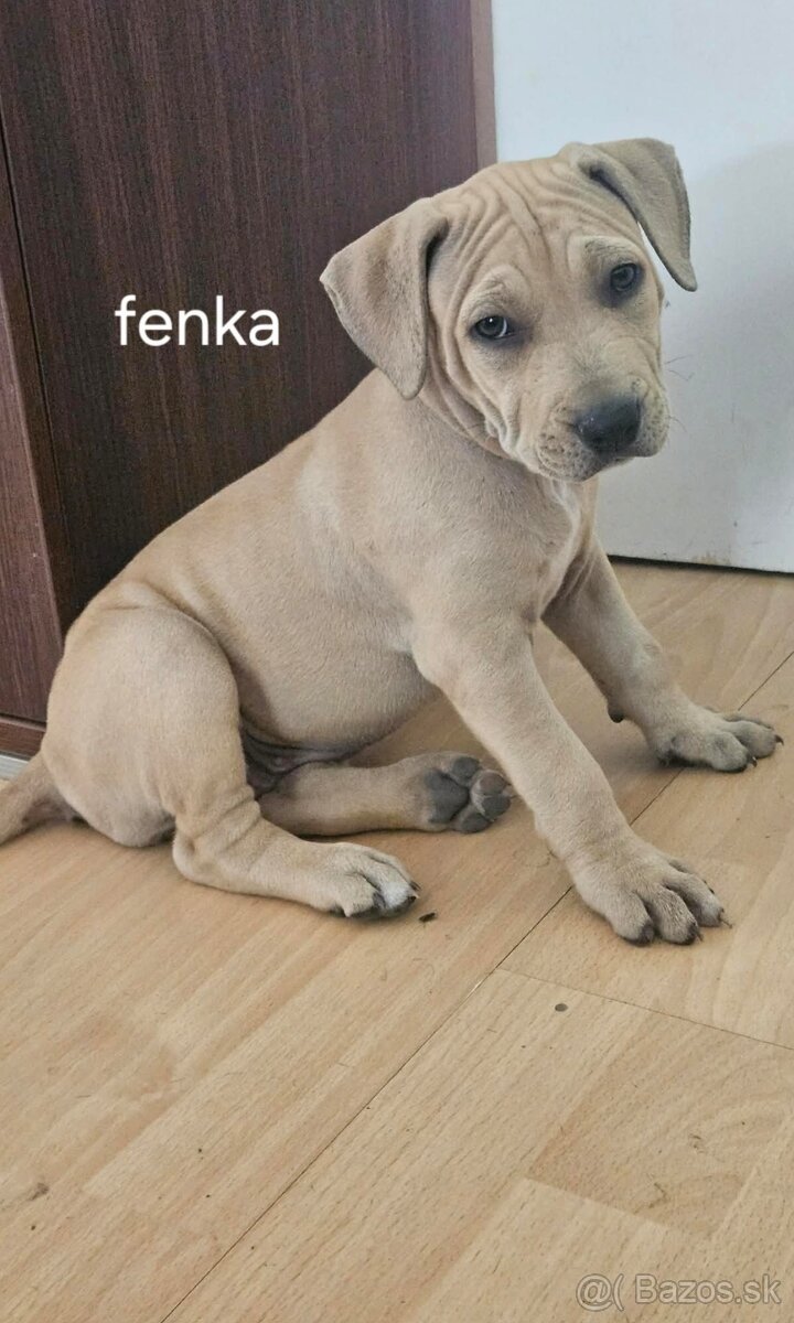Americký Pitbullterrier
