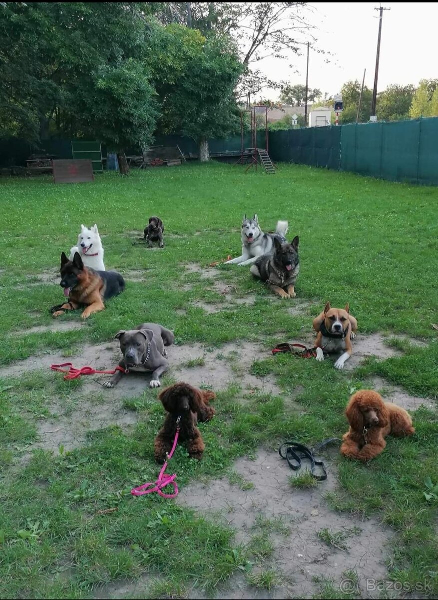 Výcvik psov