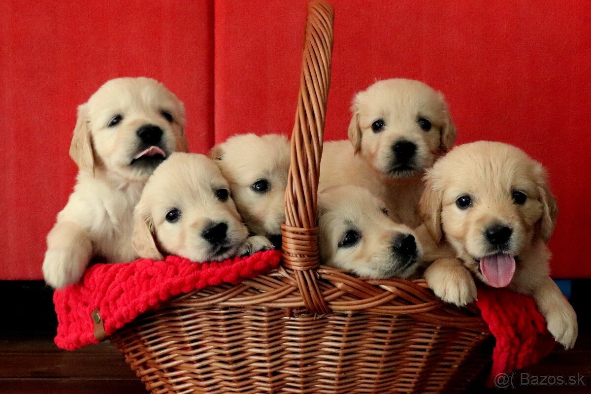 Zlatý retriever/ Golden retriever