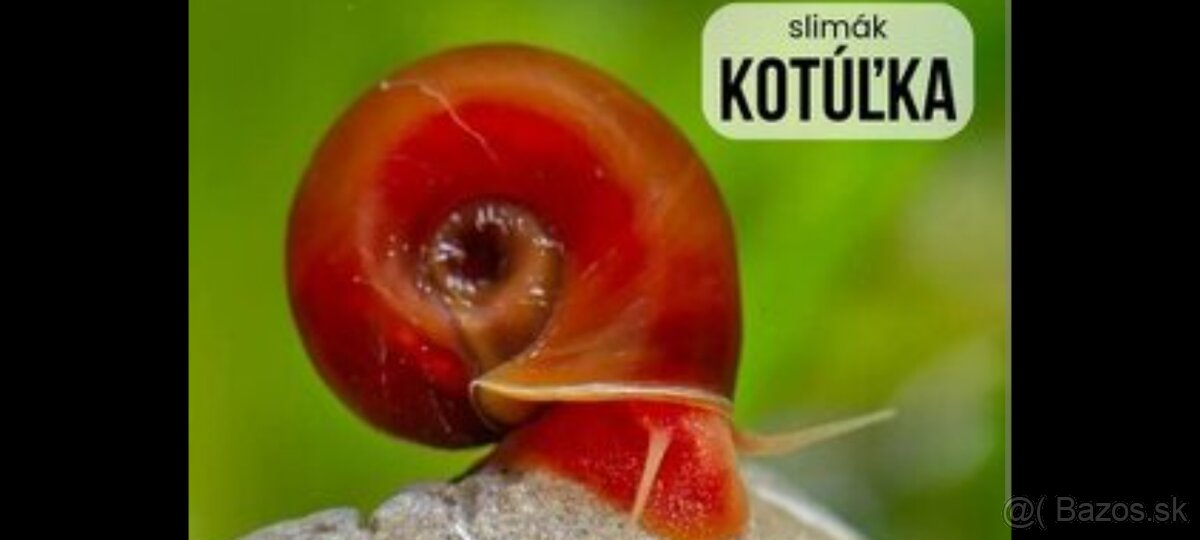 Akvariovy slimák kotulka
