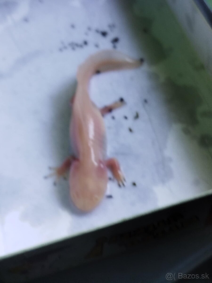 Axelot mexicky