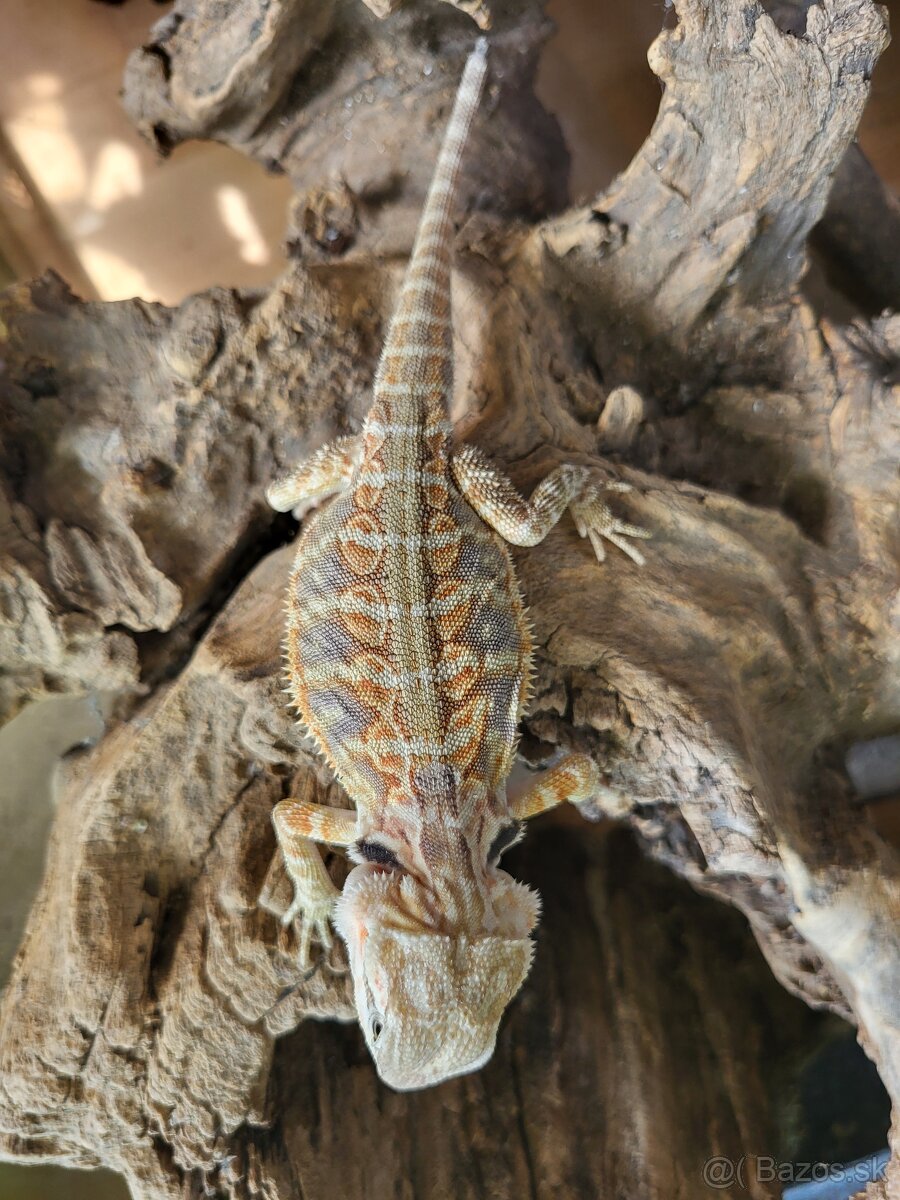 Agama bradatá