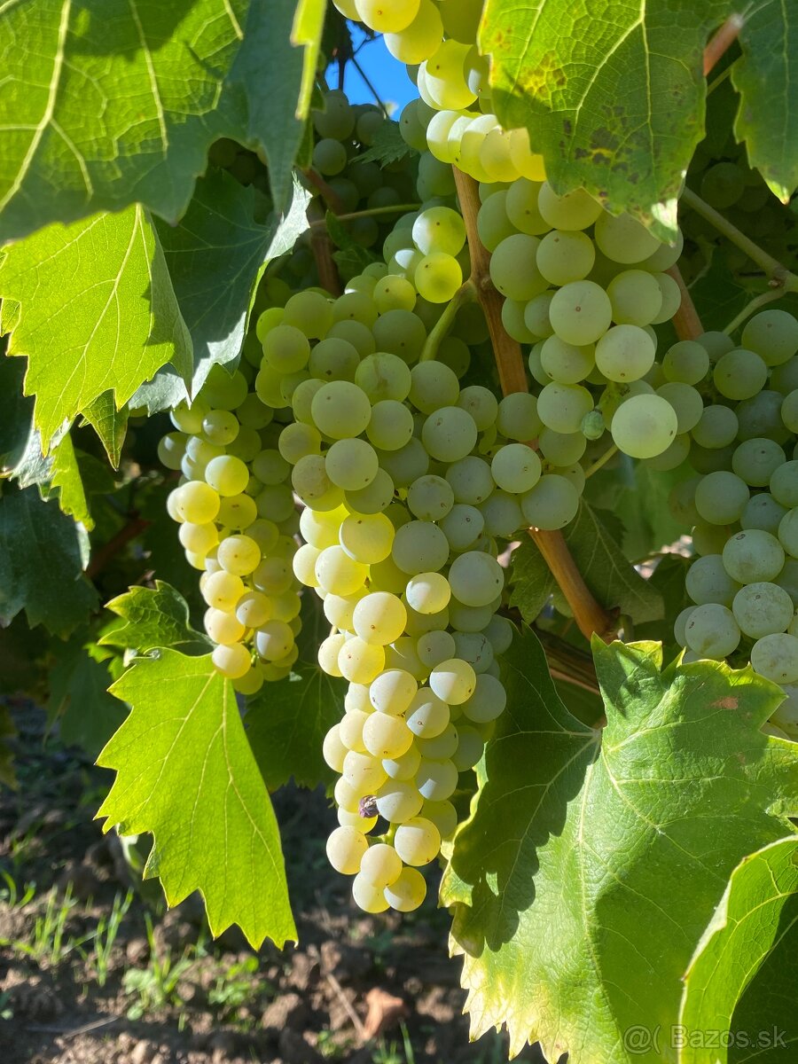 Predám hrozno – odrody Devín a Pesecka Leánka