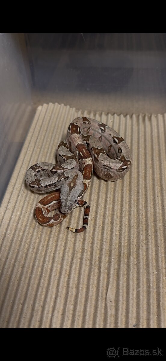 Boa Constrictor - Velhad Kralovsky