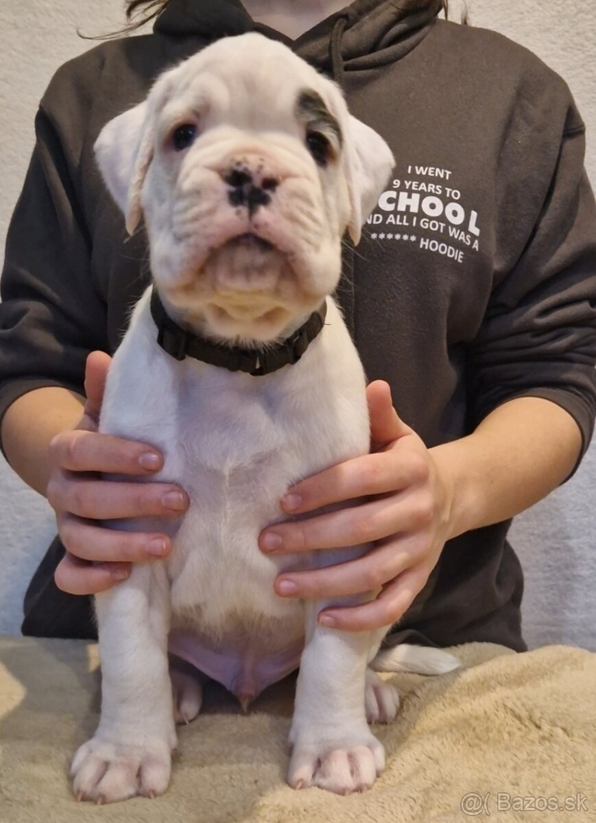 Nemecky boxer s pp - biely psík