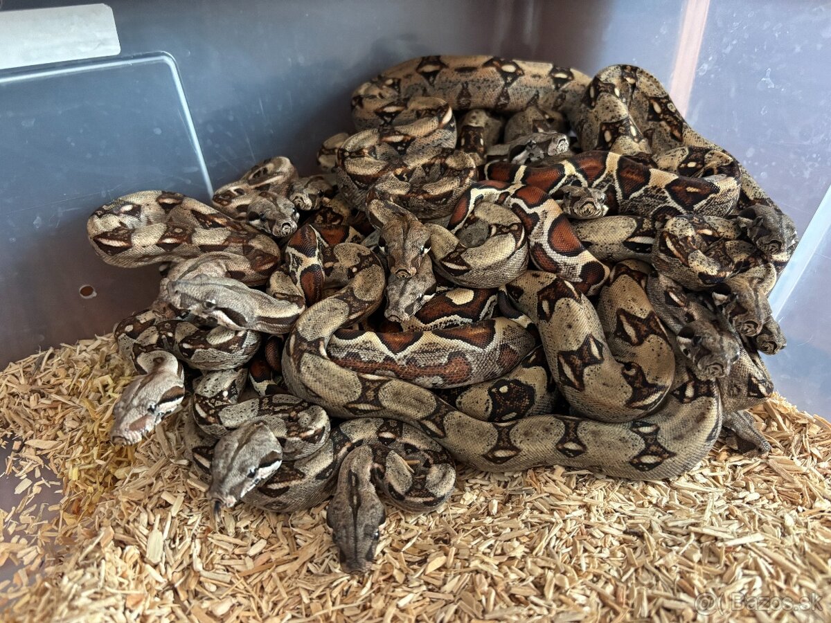 Veľhad královský, boa constrictor - mláďatá