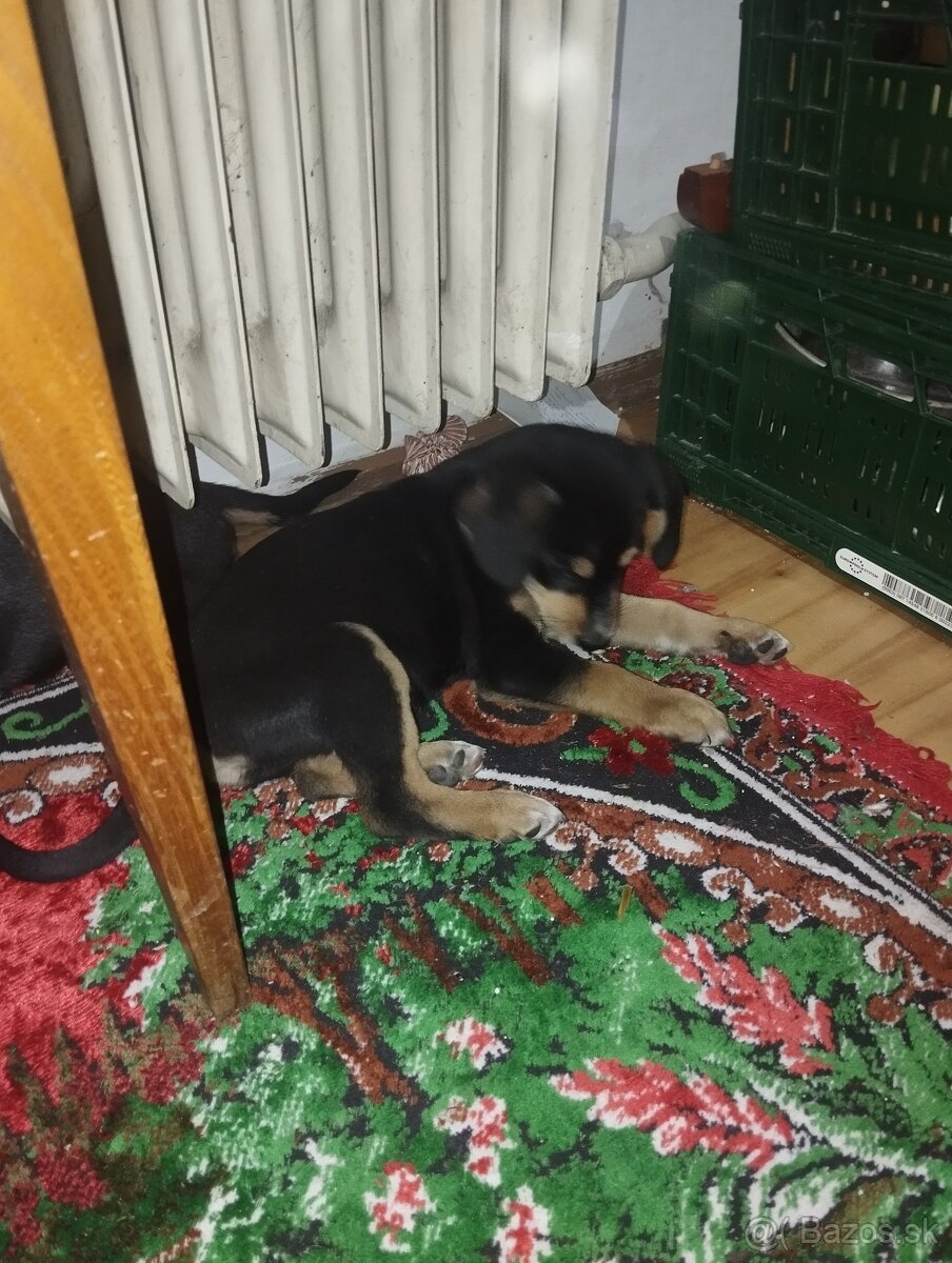 Darujem šteniatka psa fenku