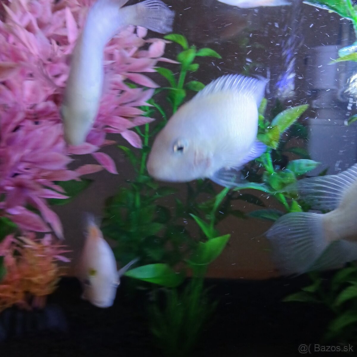 Cichlazoma