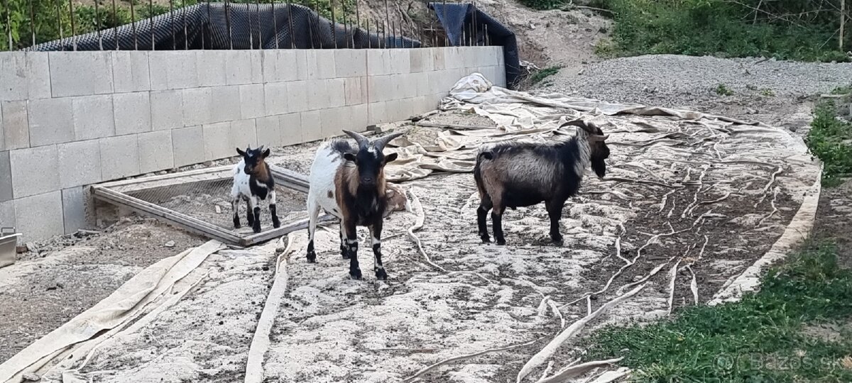 Predám capka holandská MINI