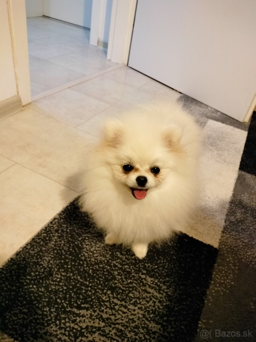 Pomeranian