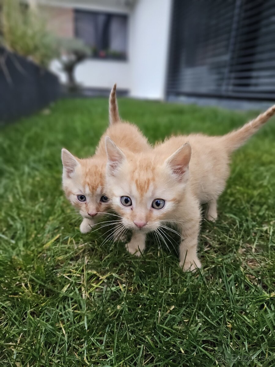 Darujem mačiatka a kocurikov