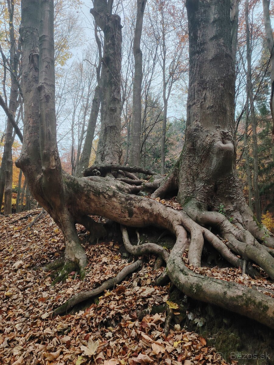 Ponuknite prosím chatku do prenajmu