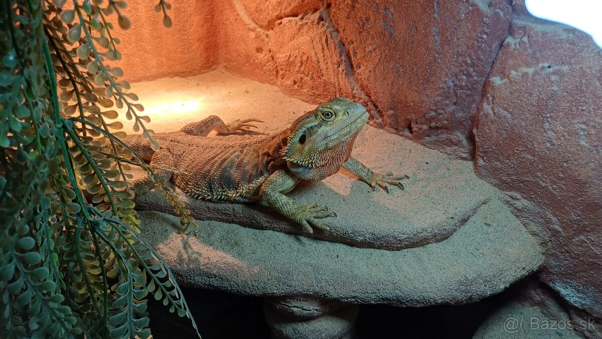 Agama bradatá
