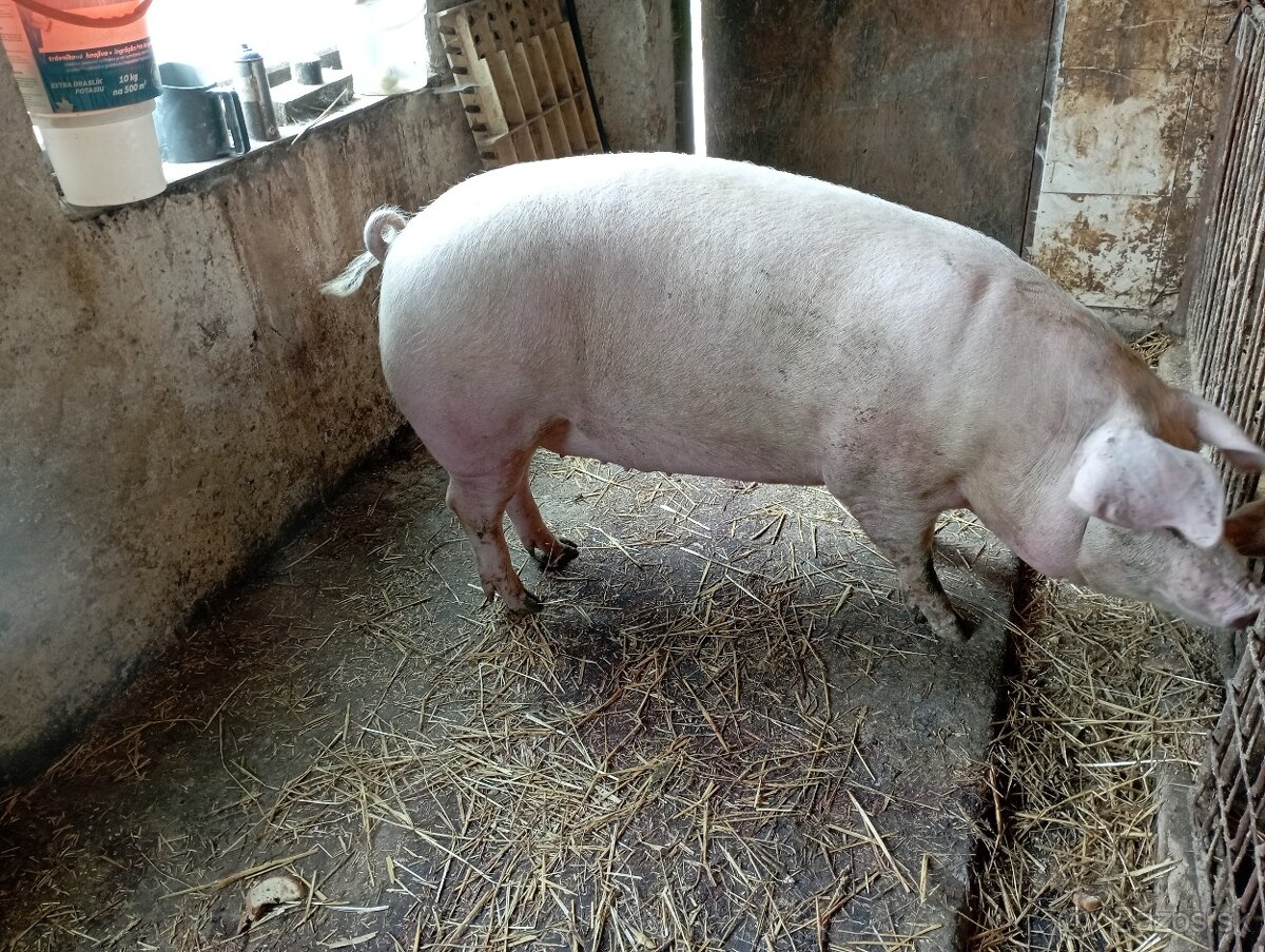 Jatočná osipana