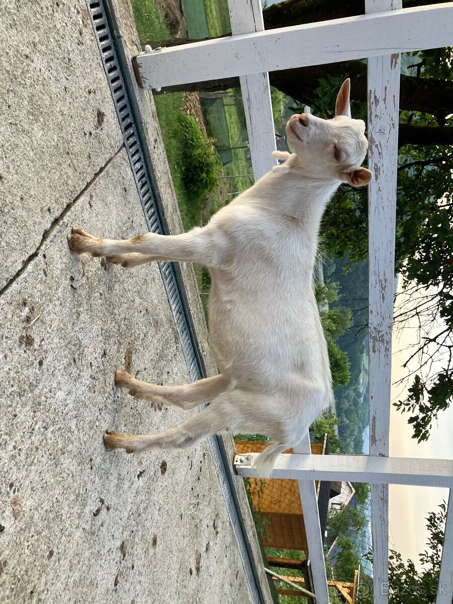 Predám mladého capka