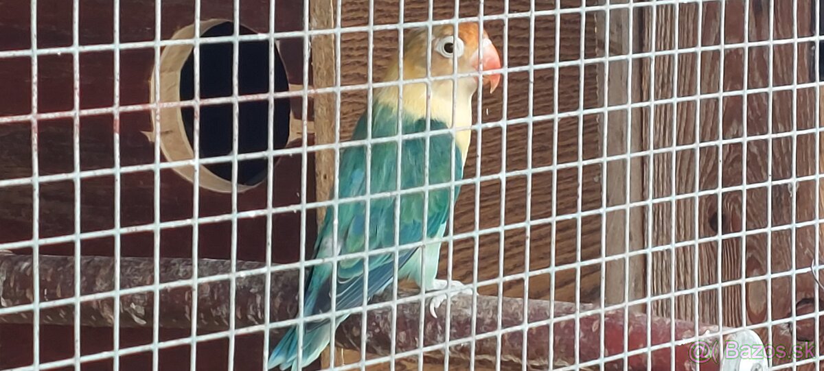 Predam.agapornisa