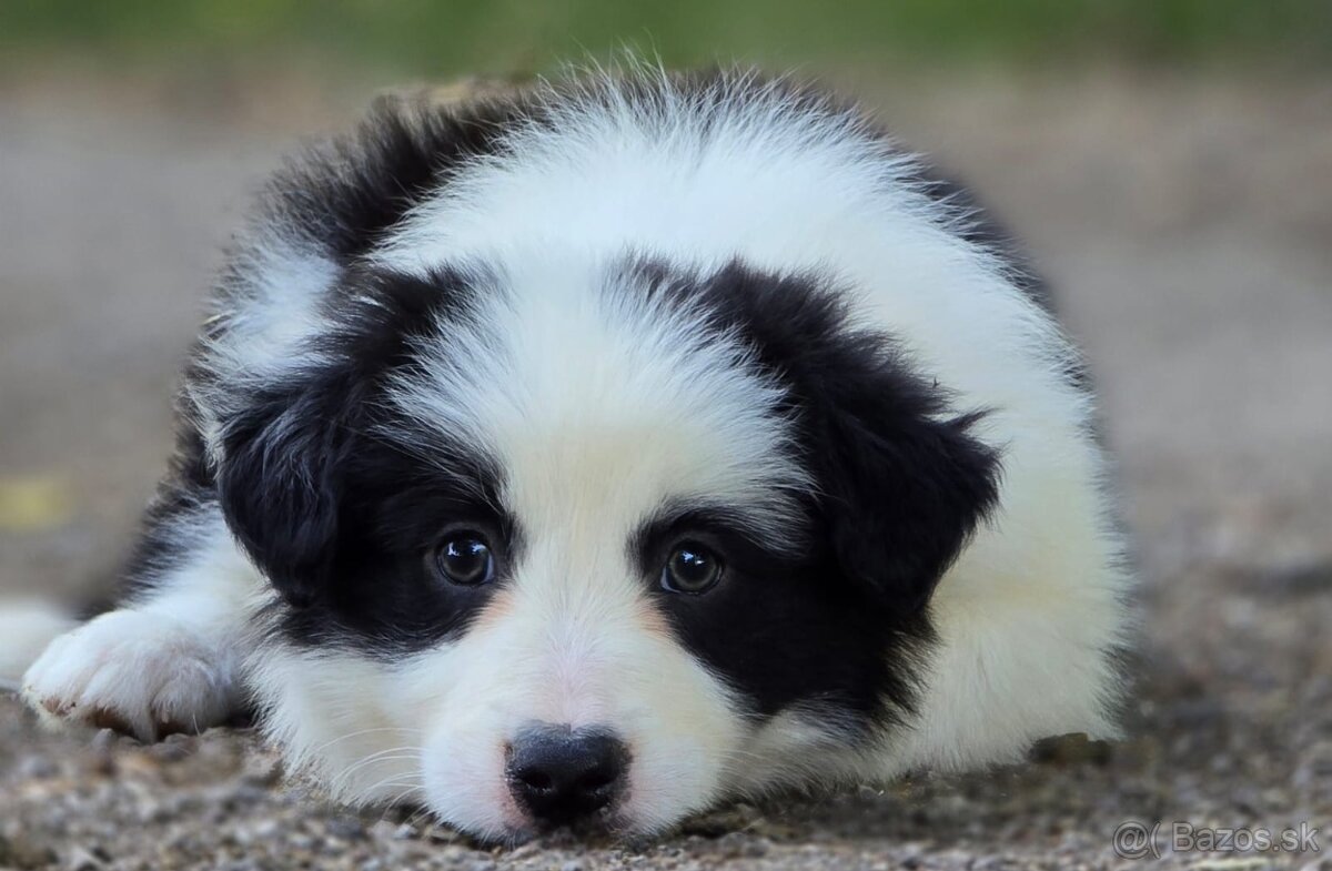 Border Collie, kolia