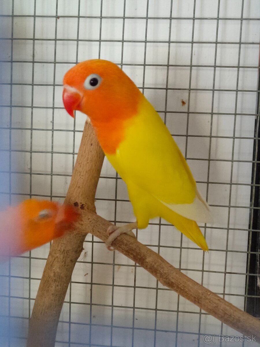 Agapornis