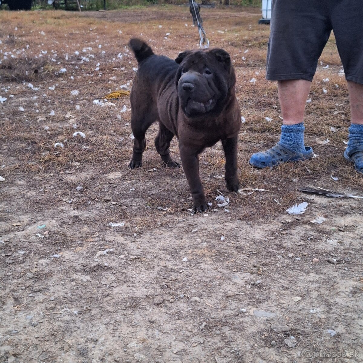 Šarpej,sharpei,shar pei,sarpej