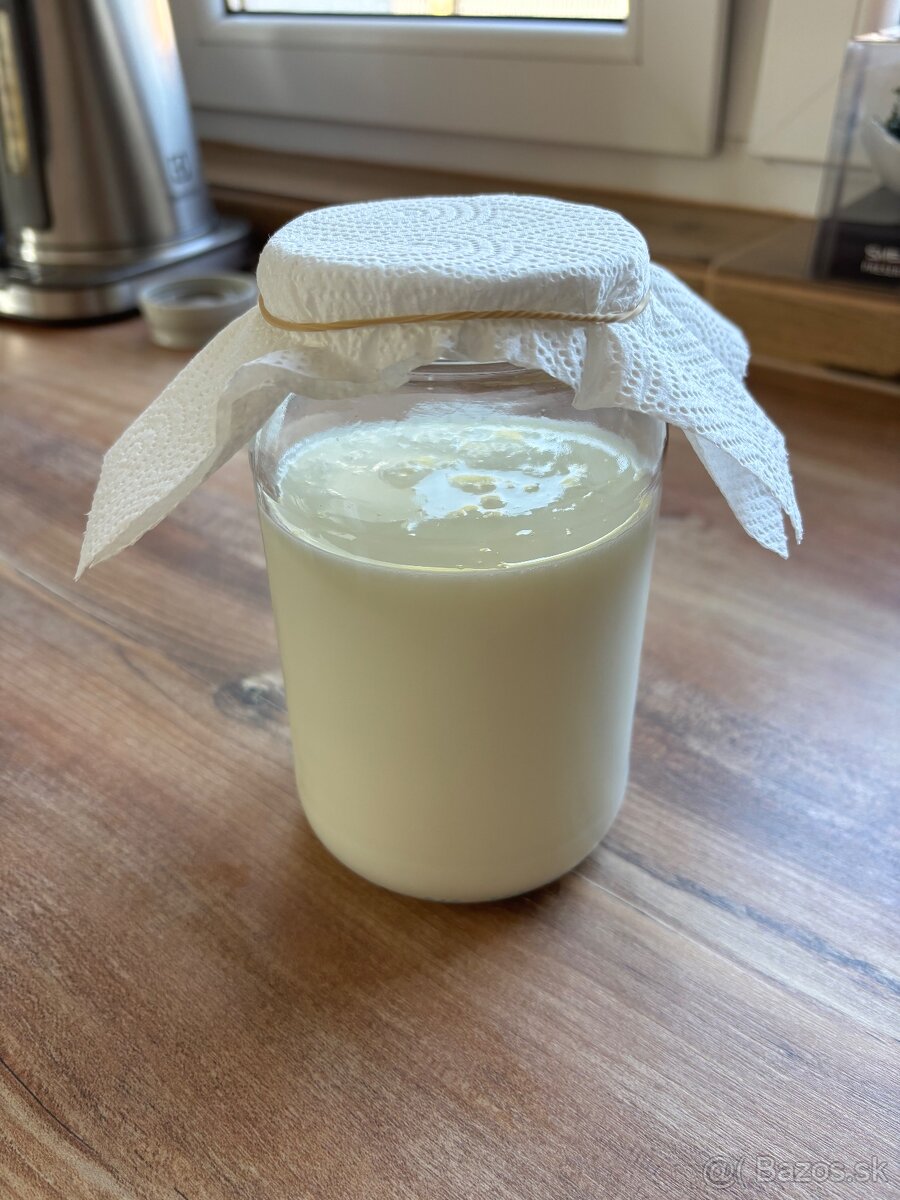 Tibetská huba - Kefír