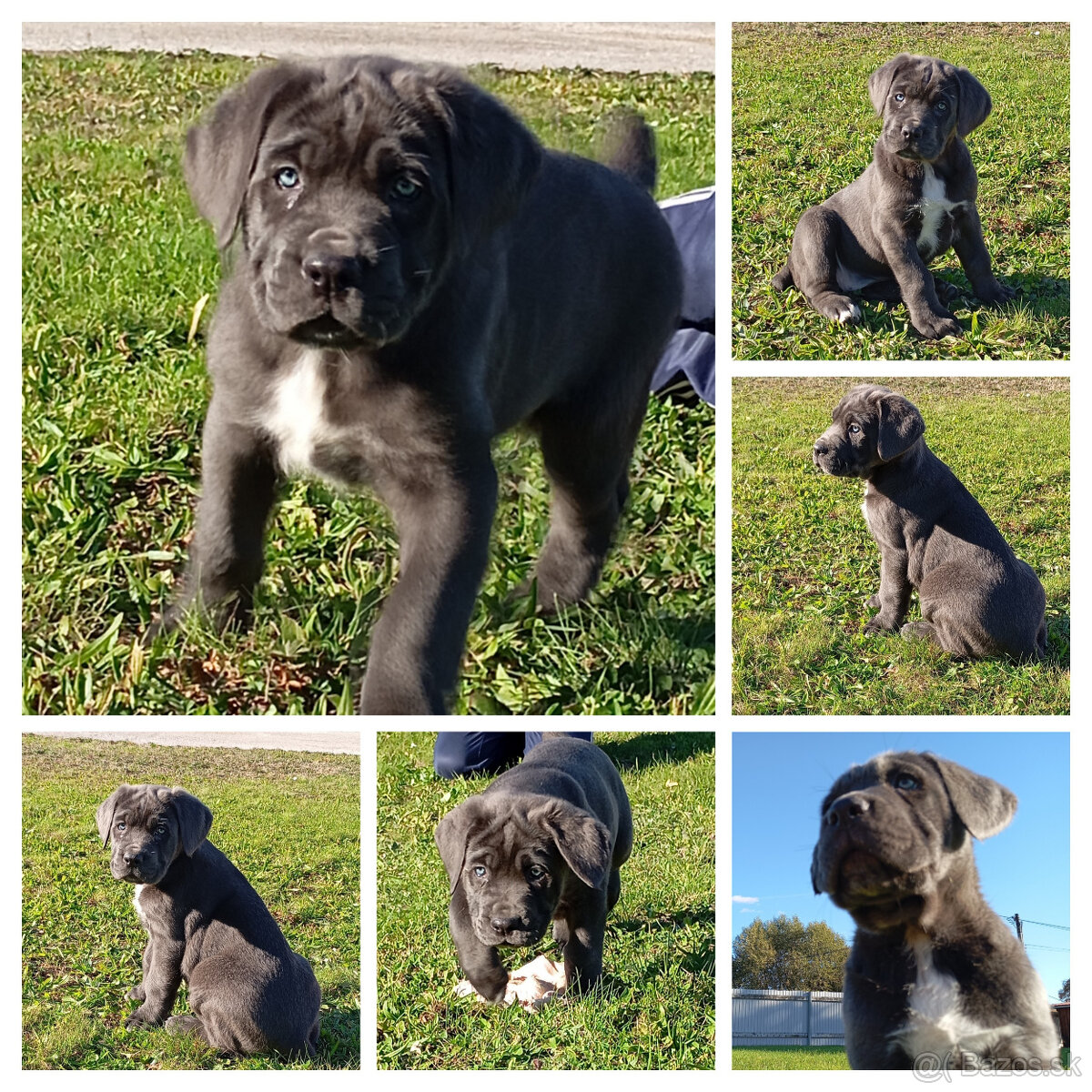 Cane Corso