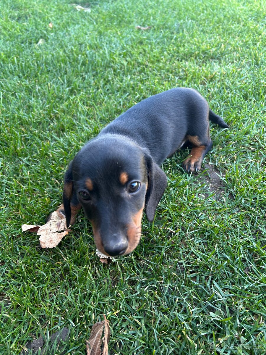 jazvečík krátkosrsty