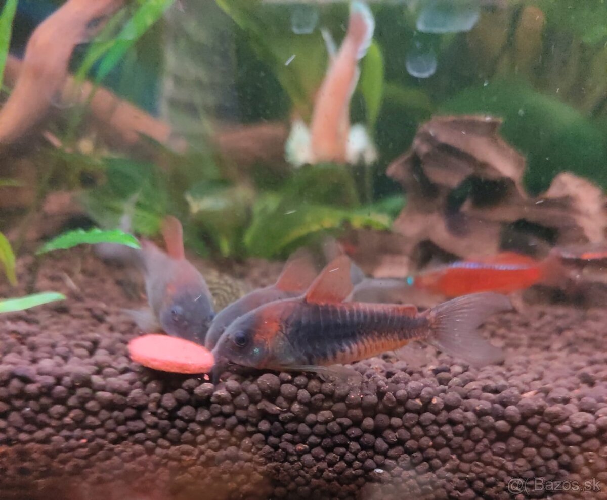 Panciernici orange venezuela corydoras