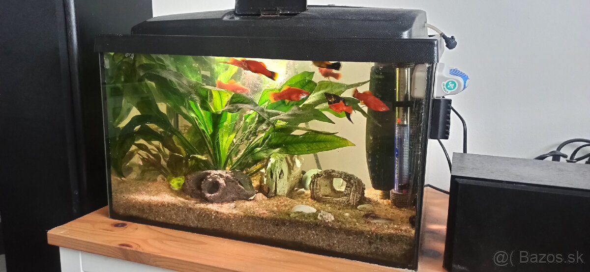 Predám zabehnuté akvárium s rybičkami.