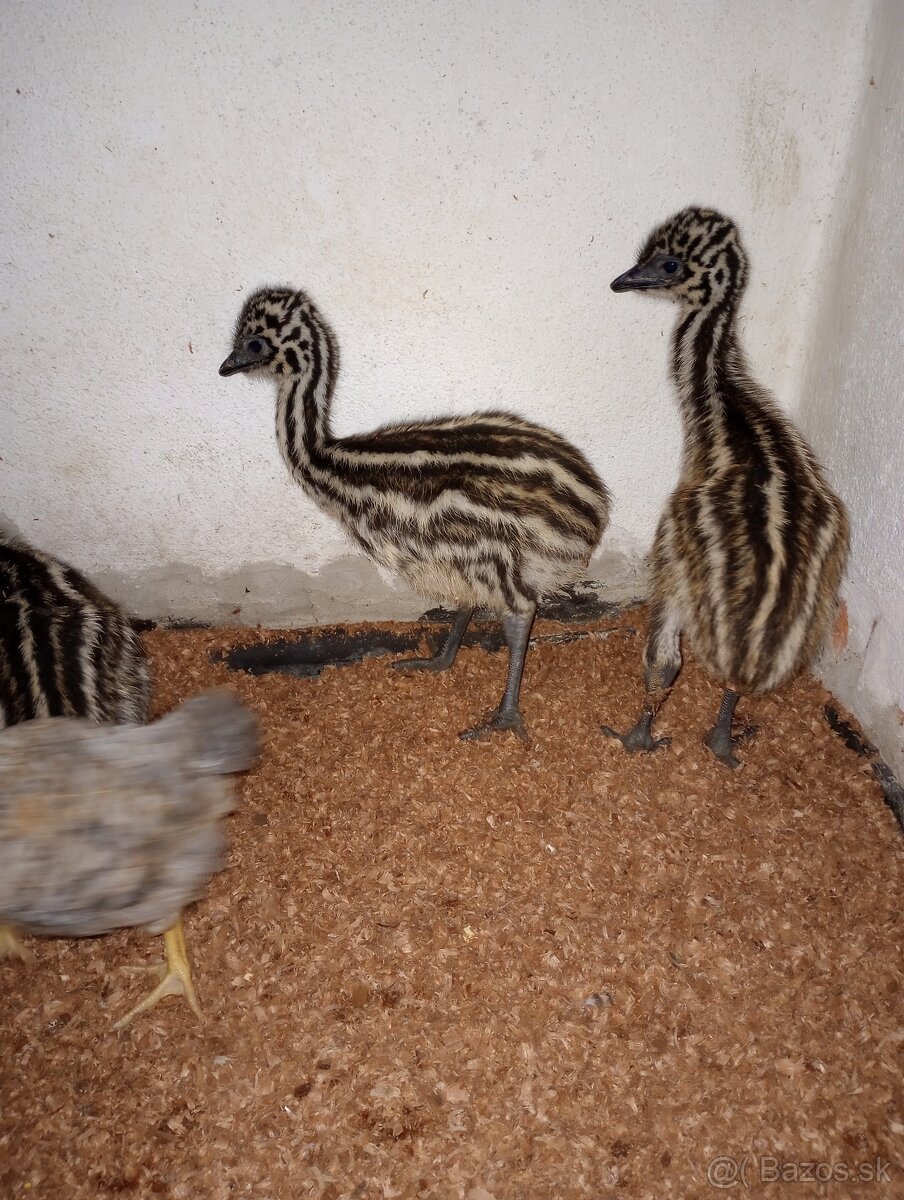 Emu hnedý