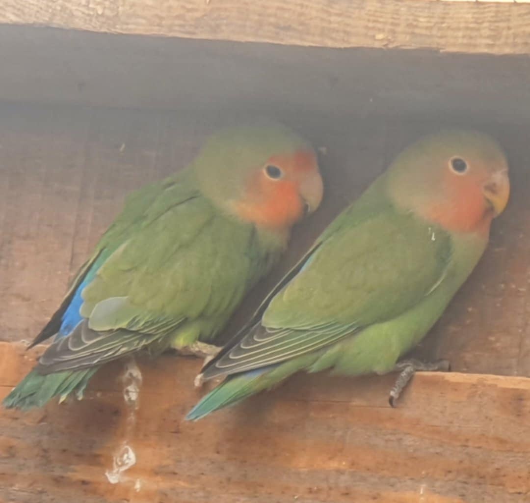 Agapornis ružovohrdly