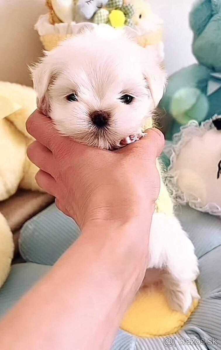 Mini Maltezák