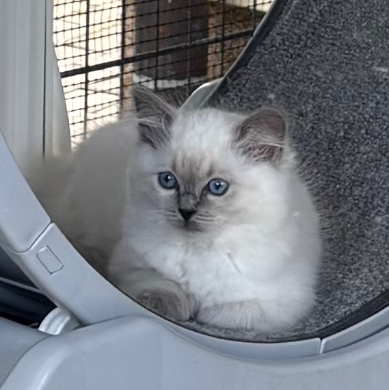 Ragdoll mačiatka s PP