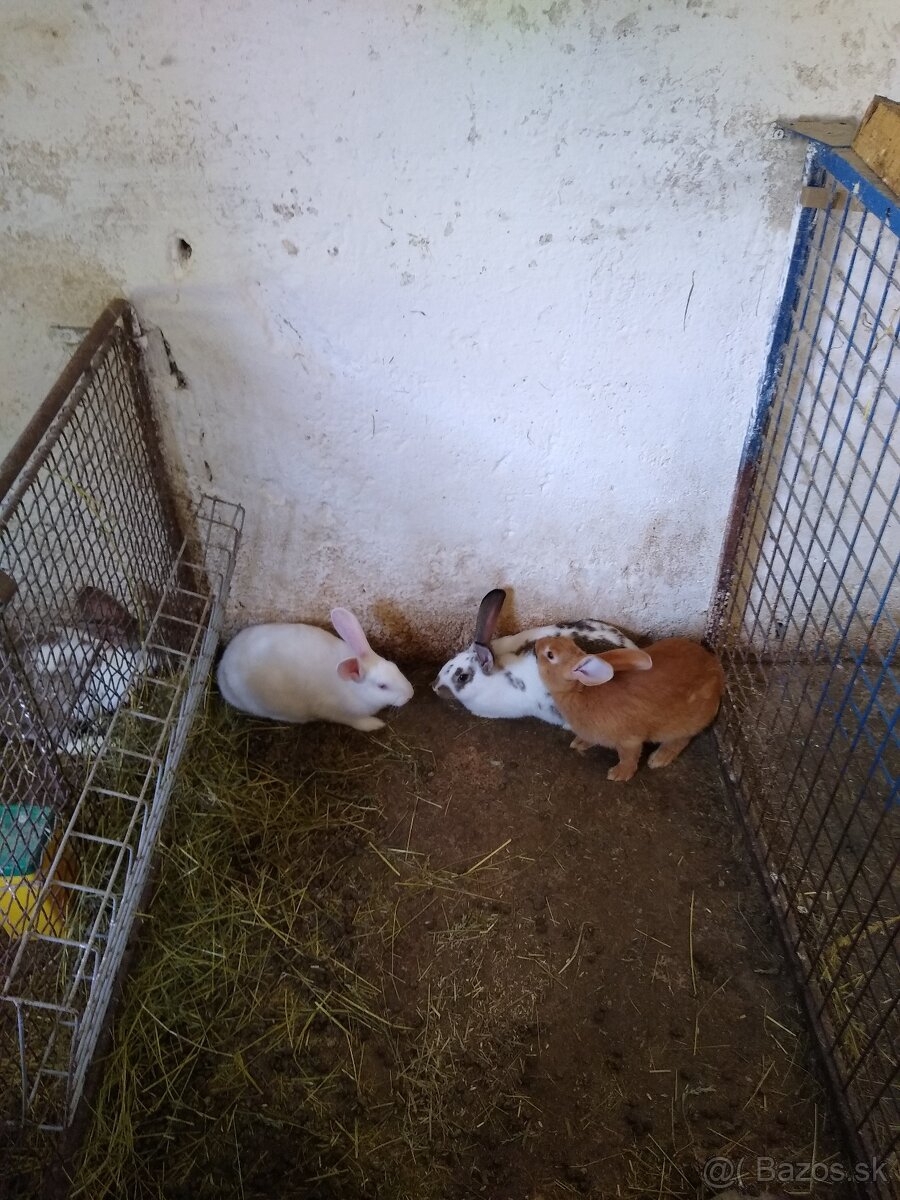 Kraličie mäso