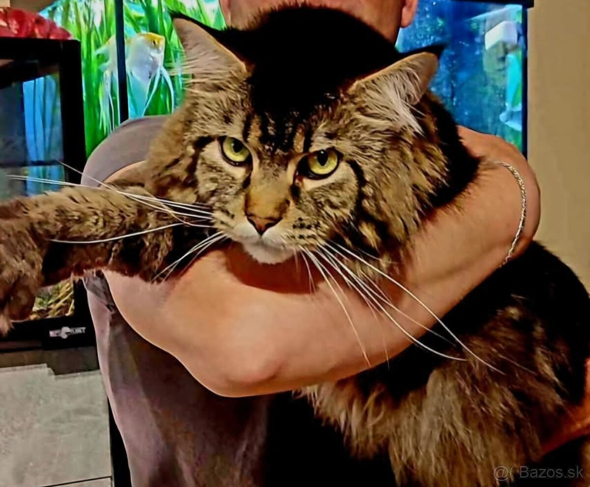 Maine coon