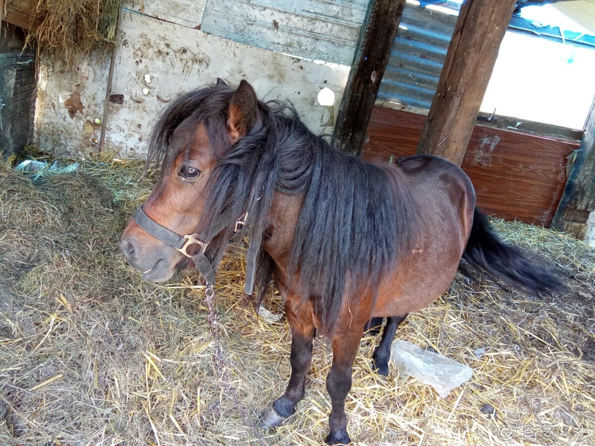Rýchli predaj mini ponik 5r iba 350€