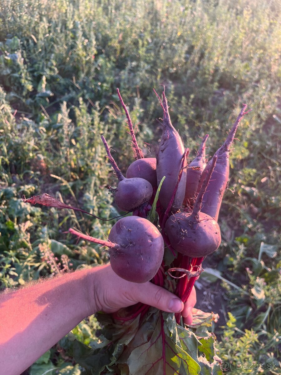 Červena repa / cvikla runkla
