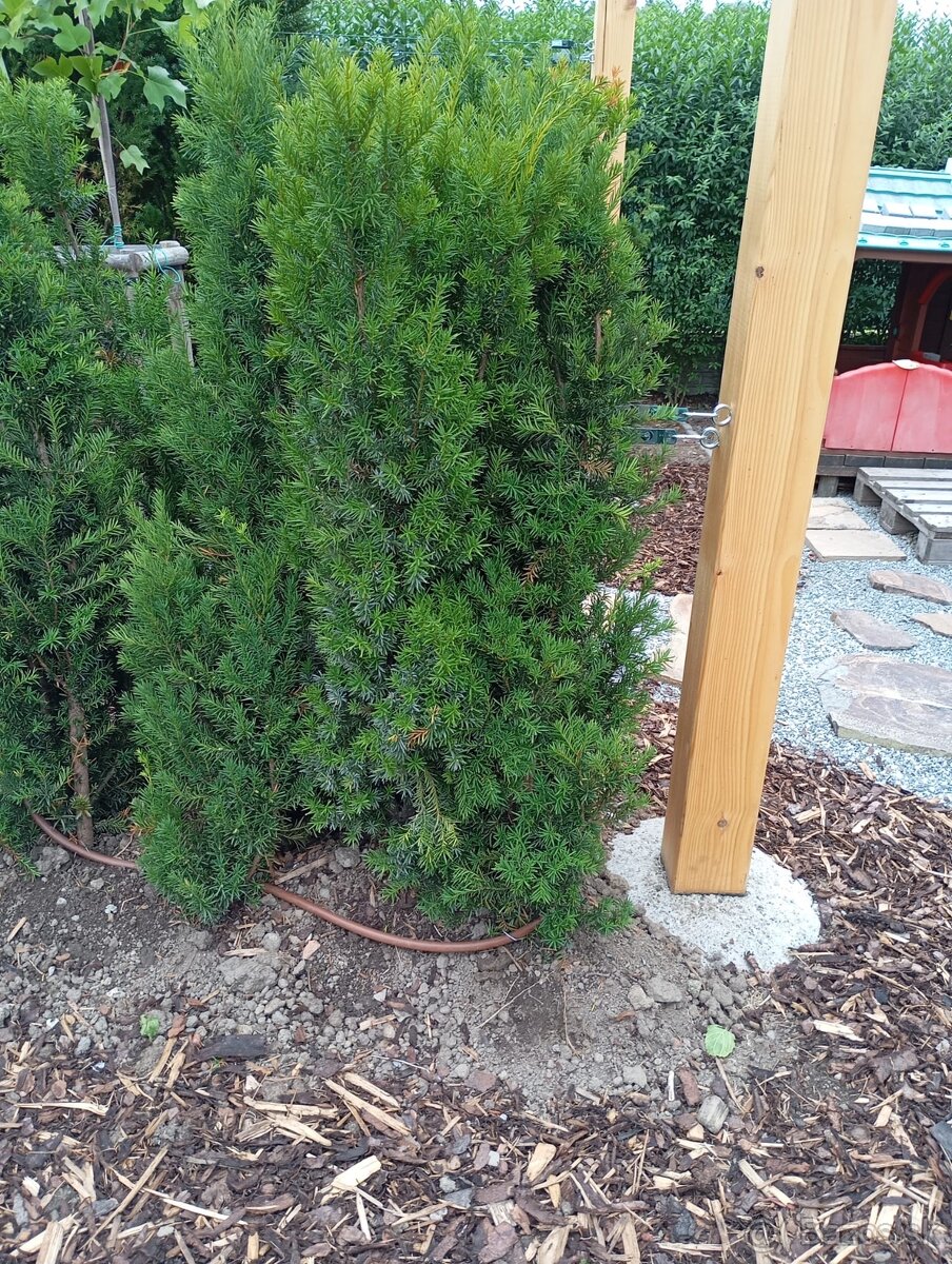 Tis, vavrinovec, tuje