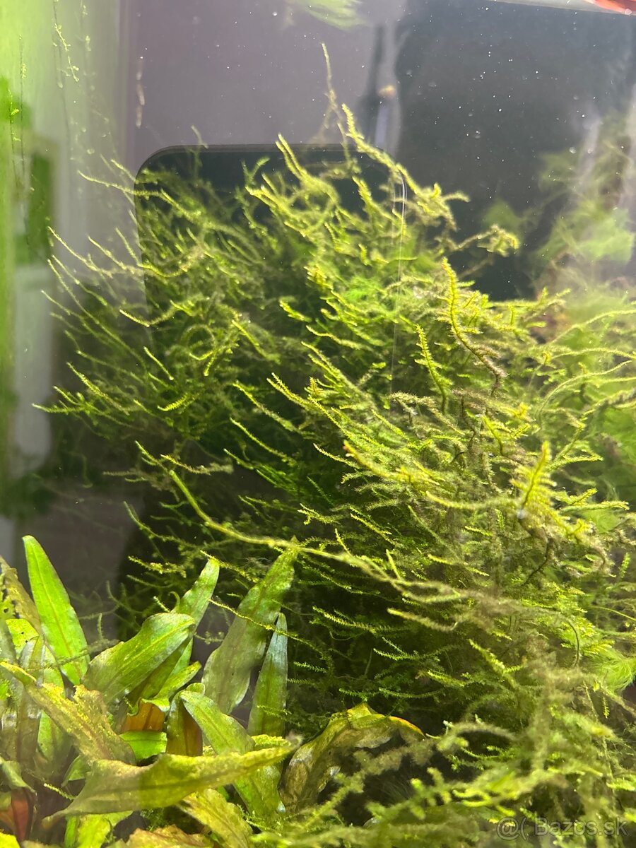 Javsky mach cryptocoryne