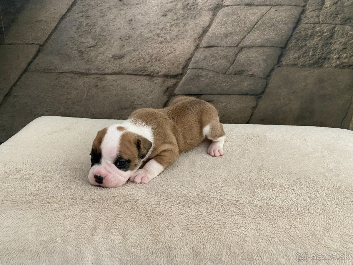Continental bulldog