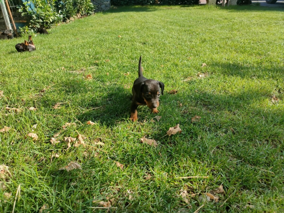 Trpasličí jazvečík hladkosrstý