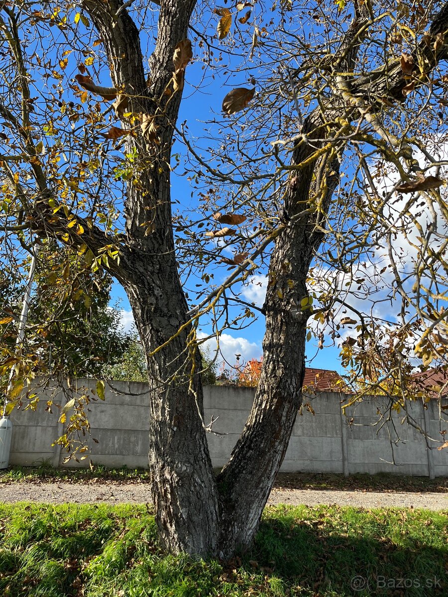 Predám 2 orechové kmene