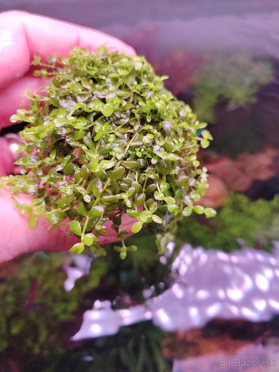 Kobercova rastlina Monte Carlo