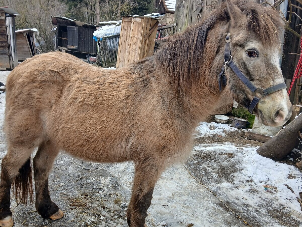 Vymenim valacha kona hucul